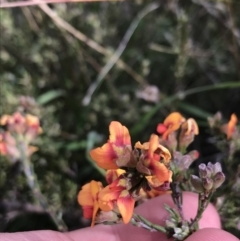 Dillwynia sericea at Farrer, ACT - 27 Sep 2021 11:45 AM