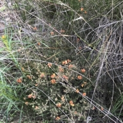 Dillwynia sericea at Farrer, ACT - 27 Sep 2021