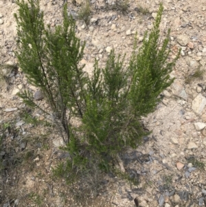 Cassinia sifton at Farrer, ACT - 27 Sep 2021 11:34 AM