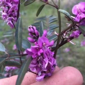 Indigofera australis subsp. australis at Farrer, ACT - 27 Sep 2021