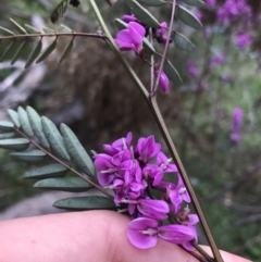 Indigofera australis subsp. australis at Farrer, ACT - 27 Sep 2021 11:29 AM