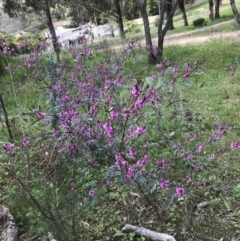 Indigofera australis subsp. australis at Farrer, ACT - 27 Sep 2021