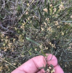 Dodonaea viscosa subsp. angustissima (Hop Bush) at Farrer, ACT - 27 Sep 2021 by Tapirlord