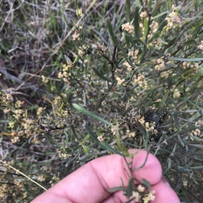 Dodonaea viscosa subsp. angustissima (Hop Bush) at Farrer Ridge - 27 Sep 2021 by Tapirlord