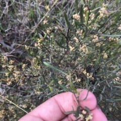 Dodonaea viscosa subsp. angustissima (Hop Bush) at Farrer Ridge - 27 Sep 2021 by Tapirlord