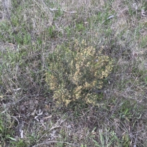 Dodonaea viscosa subsp. angustissima at Farrer, ACT - 27 Sep 2021