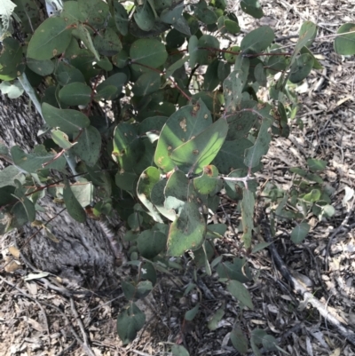 Eucalyptus dives (Broad-leaved Peppermint) at Farrer Ridge - 27 Sep 2021 by Tapirlord