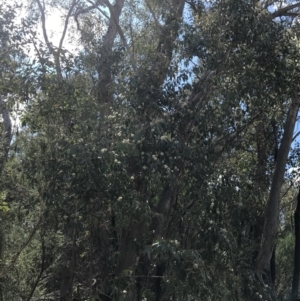 Eucalyptus dives at Farrer, ACT - 27 Sep 2021 11:20 AM