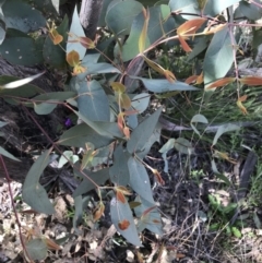 Eucalyptus dives (Broad-leaved Peppermint) at Farrer Ridge - 27 Sep 2021 by Tapirlord