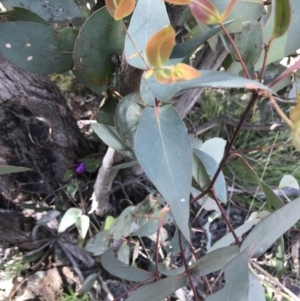 Eucalyptus dives at Farrer, ACT - 27 Sep 2021