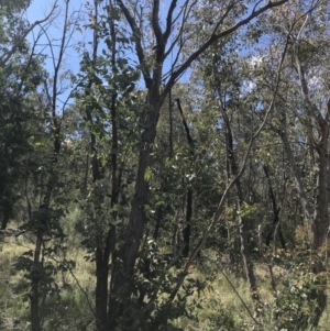 Eucalyptus dives at Farrer, ACT - 27 Sep 2021