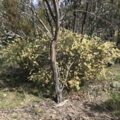 Acacia genistifolia (Early Wattle) at Farrer, ACT - 27 Sep 2021 by Tapirlord