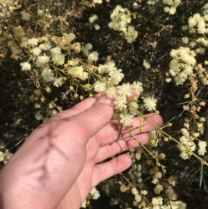 Acacia genistifolia at Farrer, ACT - 27 Sep 2021