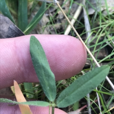 Trifolium arvense (Haresfoot Clover) at Farrer Ridge - 27 Sep 2021 by Tapirlord