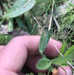 Trifolium arvense at Farrer, ACT - 27 Sep 2021