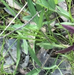 Trifolium arvense at Farrer, ACT - 27 Sep 2021