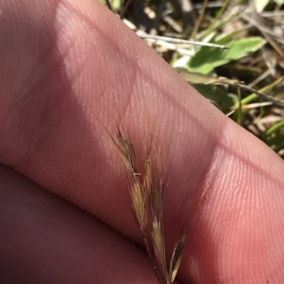 Bromus (genus) (A Brome) at Tuggeranong DC, ACT - 27 Sep 2021 by Tapirlord