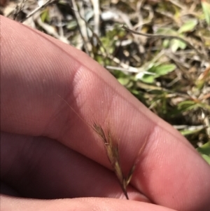 Bromus sp. at Tuggeranong DC, ACT - 27 Sep 2021 09:43 AM