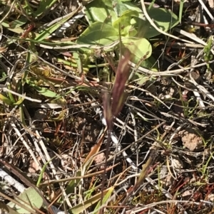 Bromus sp. at Tuggeranong DC, ACT - 27 Sep 2021 09:43 AM