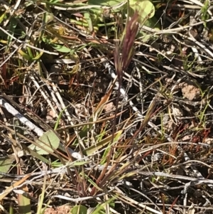 Bromus sp. at Tuggeranong DC, ACT - 27 Sep 2021