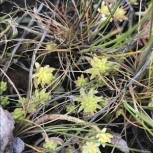 Sedum sp. at Fadden, ACT - 27 Sep 2021 09:43 AM