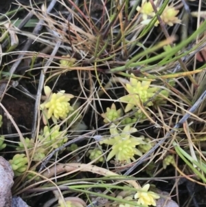 Sedum sp. at Fadden, ACT - 27 Sep 2021 09:43 AM