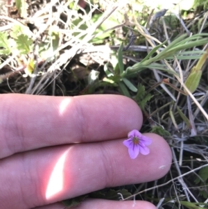 Erodium brachycarpum at Fadden, ACT - 27 Sep 2021