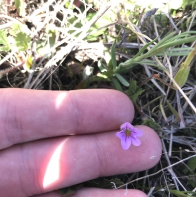 Erodium brachycarpum (Heronsbill) at Fadden, ACT - 27 Sep 2021 by Tapirlord