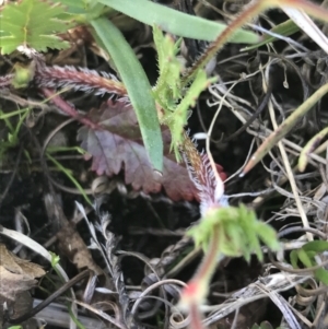 Erodium brachycarpum at Fadden, ACT - 27 Sep 2021