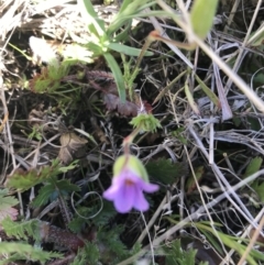 Erodium brachycarpum at Fadden, ACT - 27 Sep 2021