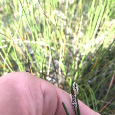 Eleocharis sp. (Spike-rush) at Tuggeranong DC, ACT - 27 Sep 2021 by Tapirlord