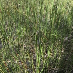 Eleocharis sp. at Tuggeranong DC, ACT - 27 Sep 2021 09:15 AM