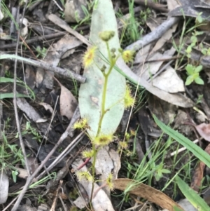 Drosera gunniana at Farrer, ACT - 27 Sep 2021