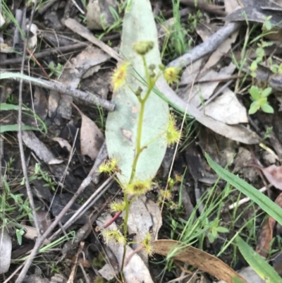 Drosera gunniana (Pale Sundew) at Farrer, ACT - 27 Sep 2021 by Tapirlord