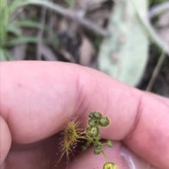 Drosera gunniana at Farrer, ACT - 27 Sep 2021 09:10 AM