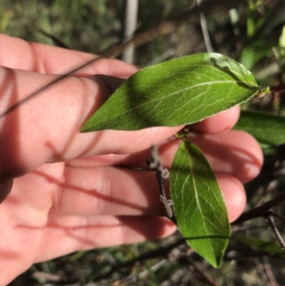 Lonicera japonica (Japanese Honeysuckle) at Farrer Ridge - 26 Sep 2021 by Tapirlord