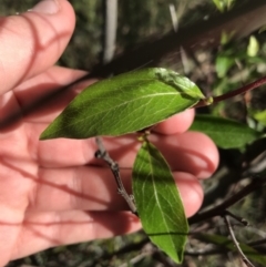 Lonicera japonica at Farrer, ACT - 27 Sep 2021