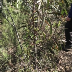 Lonicera japonica at Farrer, ACT - 27 Sep 2021