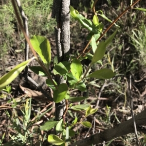 Lonicera japonica at Farrer, ACT - 27 Sep 2021