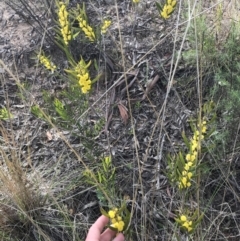 Acacia lanigera var. lanigera (Woolly Wattle, Hairy Wattle) at Farrer, ACT - 26 Sep 2021 by Tapirlord