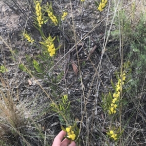 Acacia lanigera var. lanigera at Farrer, ACT - 27 Sep 2021 08:53 AM