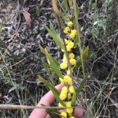 Acacia lanigera var. lanigera at Farrer, ACT - 27 Sep 2021 08:53 AM