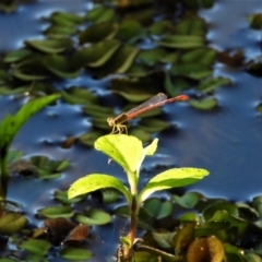 Ceriagrion aeruginosum (Redtail) at Cranbrook, QLD - 10 May 2021 by TerryS