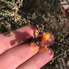 Dillwynia sericea (Egg And Bacon Peas) at Farrer, ACT - 26 Sep 2021 by Tapirlord