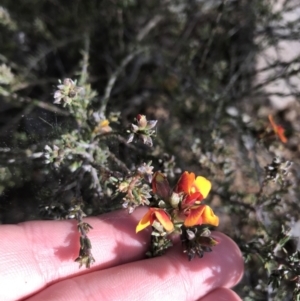 Dillwynia sericea at Farrer, ACT - 27 Sep 2021 08:52 AM