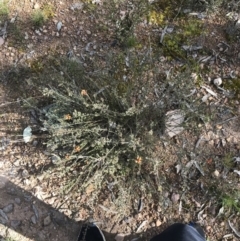 Dillwynia sericea at Farrer, ACT - 27 Sep 2021 08:52 AM