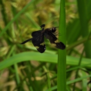 Rhyothemis princeps at Cranbrook, QLD - 28 Oct 2019 09:49 AM