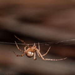 Theridiidae (family) (Comb-footed spider) at Downer, ACT - 1 Oct 2021 by Roger