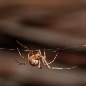 Theridiidae (family) at Downer, ACT - 1 Oct 2021 11:20 AM