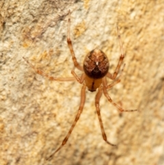 Theridiidae (family) at Downer, ACT - 1 Oct 2021 11:20 AM